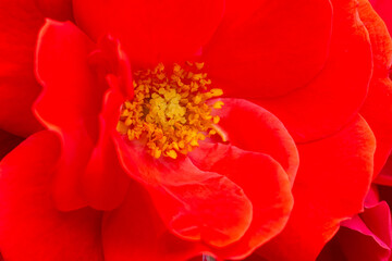 Close-up view of a red rose bud.