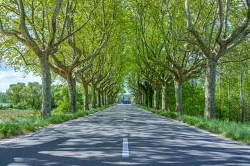 Schatten spendende Platanenallee 