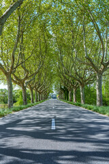 Schatten spendende Platanenallee 