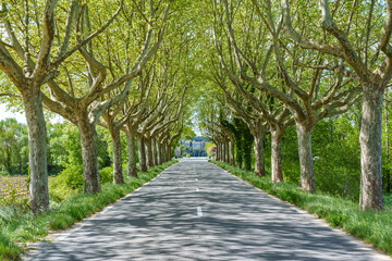 Schatten spendende Platanenallee 