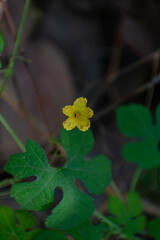 flower on the leaf