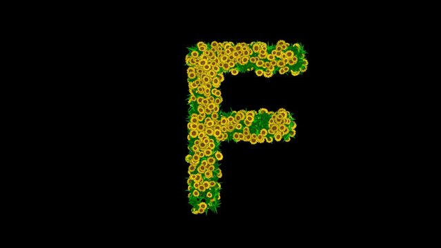 English alphabet F with yellow daisy flowers and green leaves on plain black background