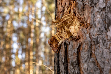 Tree trunk with damaged bark. Mechanical injury or wound of a fir tree, defocused background of forest or park. Trunk wounds. Handling Tree Bark Damage