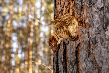 Tree trunk with damaged bark. Mechanical injury or wound of a fir tree, defocused background of...