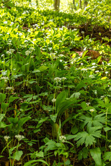 Flowering bear's onion.