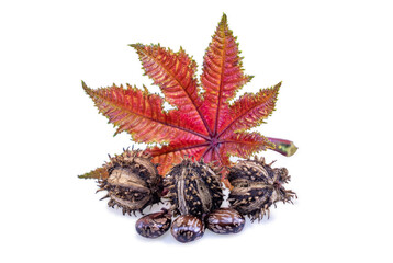 Obraz premium Dry organic castor (ricinus communis) fruits seeds and leaf isolated on a white background.