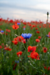 Łąka pełna maków