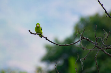bird parrot on a branch