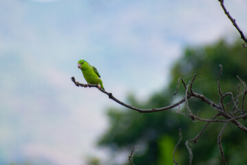 bird parrot on a branch