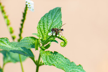 beetle on a leaf