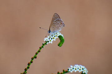 butterfly on a flower