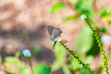 butterfly on a leaf