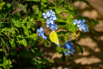 yellow butterfly on a flower