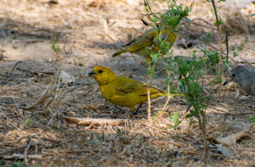 yellow billed hornbill