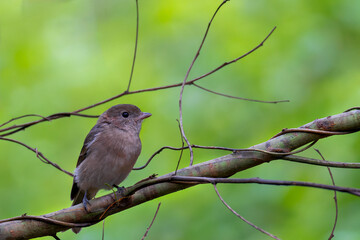 Jacky Winter (Australian Brown Robin)