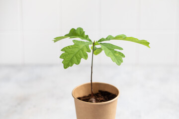 oak seedling, oak sprouting from an acorn, caring for the environment, greening the planet
