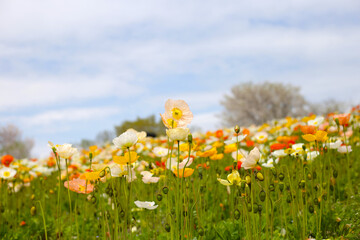 Beautiful poppy flower garden. The Expo 70 Commemorative Park, Osaka, Japan