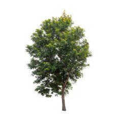 Isolated tree on white background