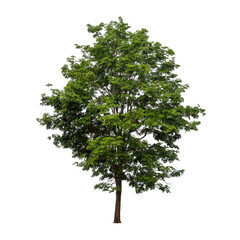 Isolated tree on white background