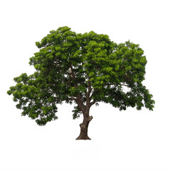 Isolated tree on white background