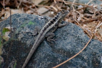 lizard on a rock