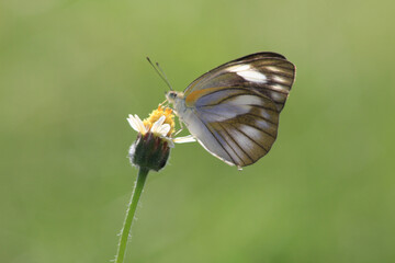 Eastern Striped Albatross