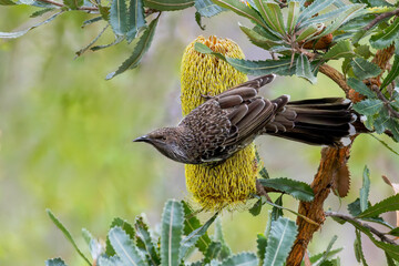 Little Wattlebird on a Callistemon Flower