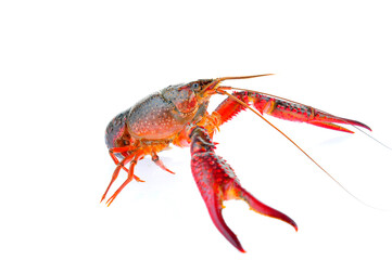 Lobster on a white background