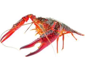 Lobster on a white background