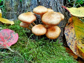 Wild forest honey agaric fungus mushrooms on tree, green moss, leaf background. Armillaria mellea...