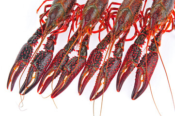 Lobster on a white background