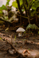 mushroom in the forest