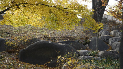 단풍 낙엽 떨어지는 가을 풍경입니다