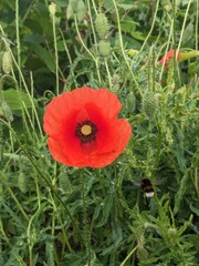 Meadow of fresh wild red poppy flowers with a lot of buds on blurred greenery floral background. Bumblebee flies to the red poppy.