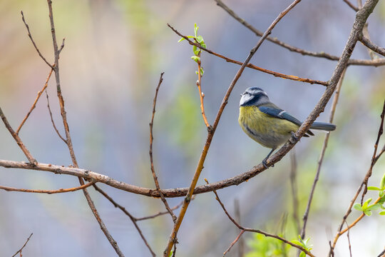 Sikorka modraszka siedząca na gałęzi.