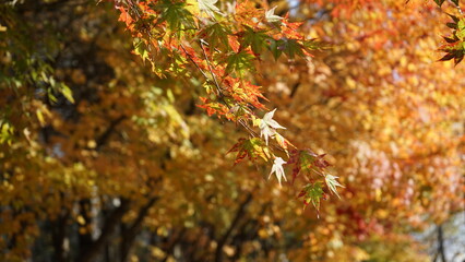 단풍 낙엽 떨어지는 가을 풍경입니다