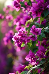 Vibrant bougainvillea flowers in full bloom