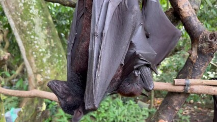 Giant fruit bats or large flying foxes - Pteropus vampyrus, Pteropus giganteus. A tourist area in Bali, Indonesia. Flying foxes in daytime. These fruit fly bats are hanging upside down in the jungle