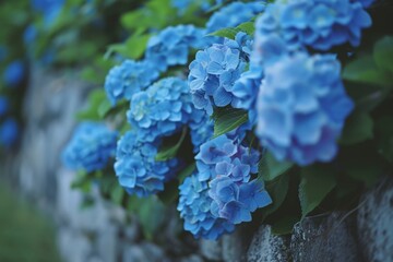 Vibrant blue hydrangea flowers in bloom