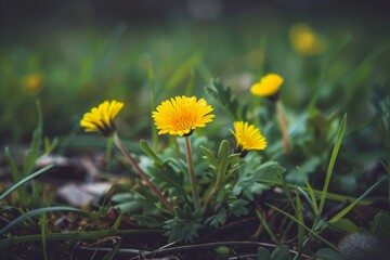 Vibrant yellow dandelion flowers in a lush green field