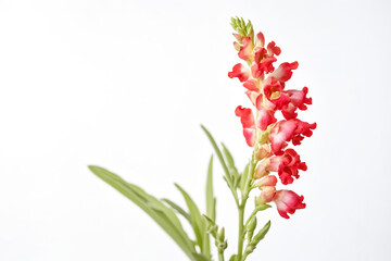 Red Snapdragon Flower on White Background