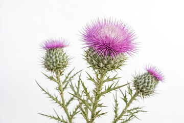 Purple Thistle Flower on White Background