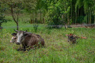 a pair of cows in the wild