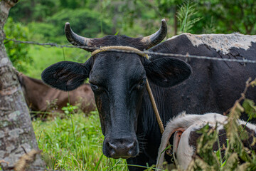 black and white cow