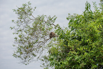 A bird's nest nestled on a branch of a beautiful tree, a cozy haven for its inhabitants.