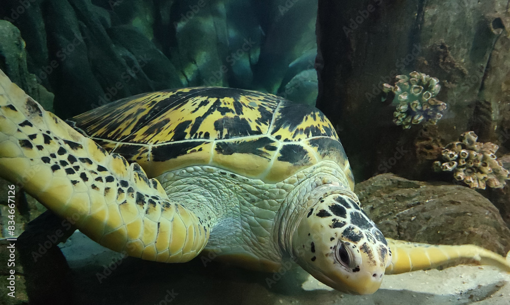 Wall mural Loggerhead sea turtle (Caretta caretta) in an aquarium