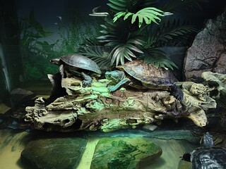 Pond slider (Trachemys scripta) turtles in terrarium