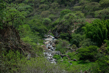 A rocky river winding through vegetation and trees in the mountains, a scenic marvel of nature's bounty.