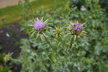 Silybum marianum is a species of thistle. It has various common names including milk thistle, blessed milkthistle. Botanical Garden. Brunswick, Germany.