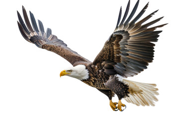 Fototapeta premium A large eagle is flying in the sky